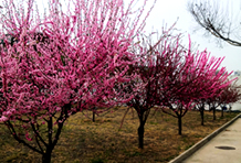 承德养老院果园